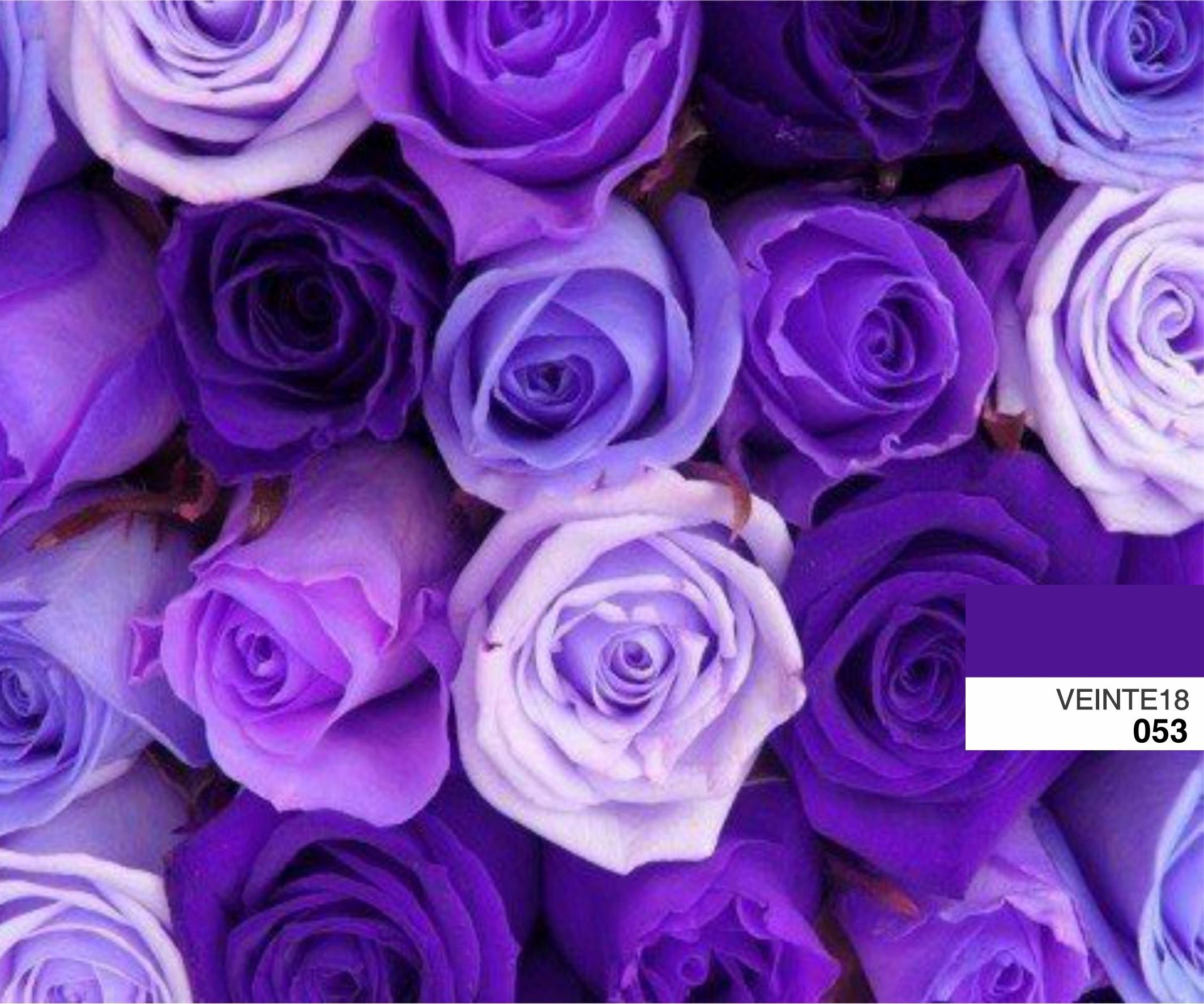 Белые розы фиолетовый. Сиреневые цветы. Фиолетовые розы.