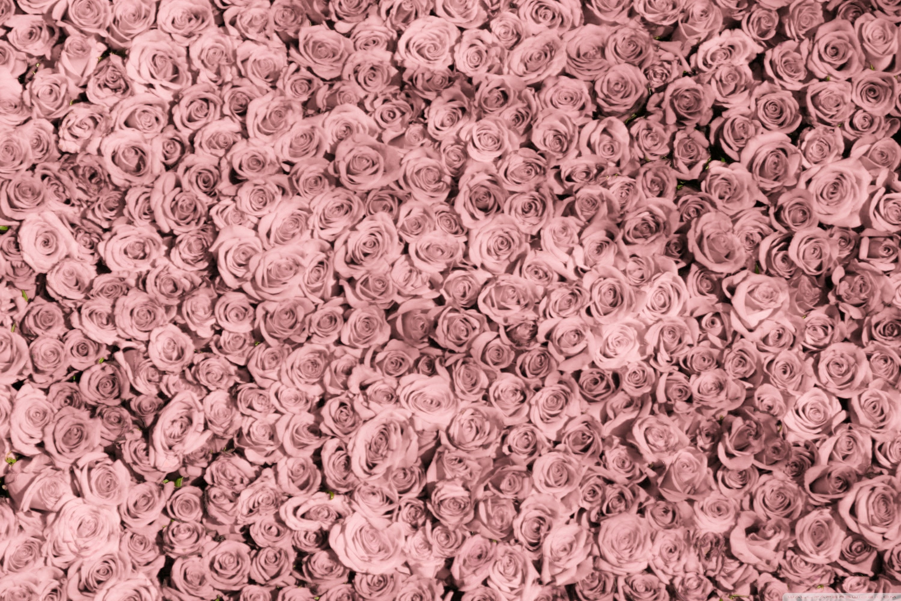 Фон розочки. Розы фон. Фон в мелкий цветочек. Фон из цветов. Много роз.