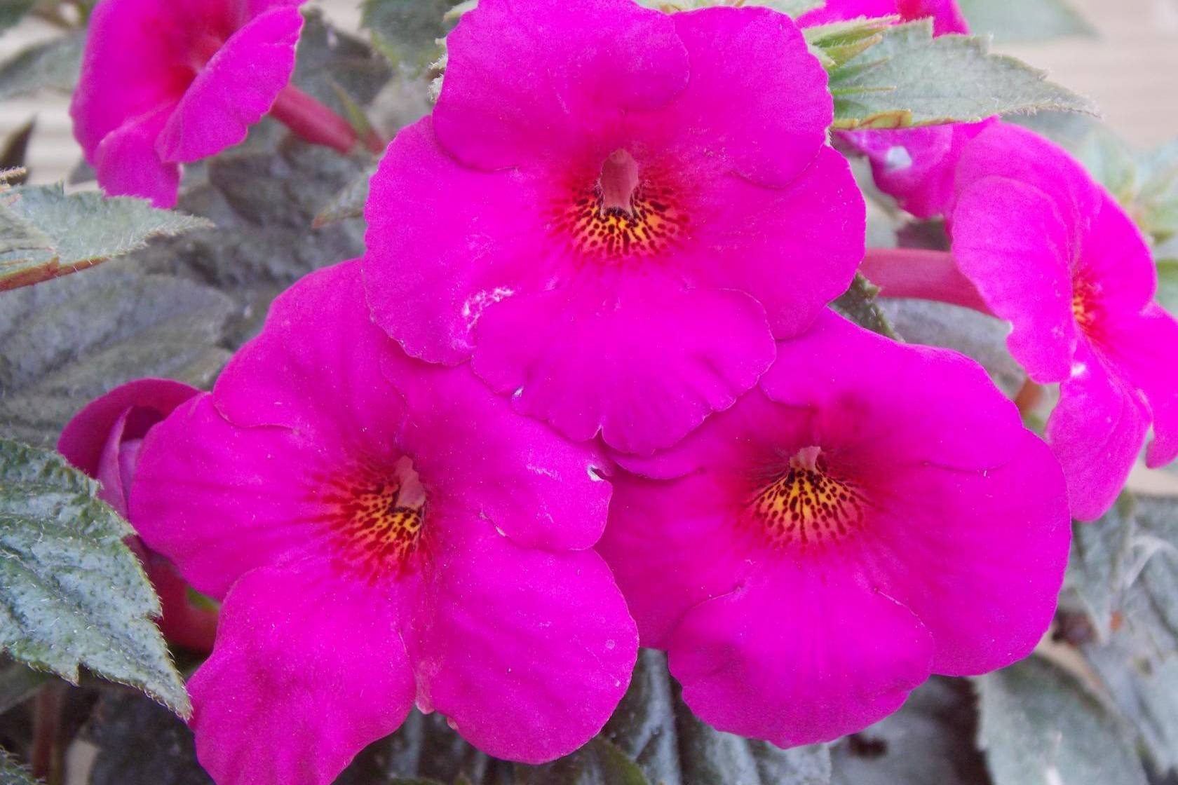 Цветы ахименесы фото