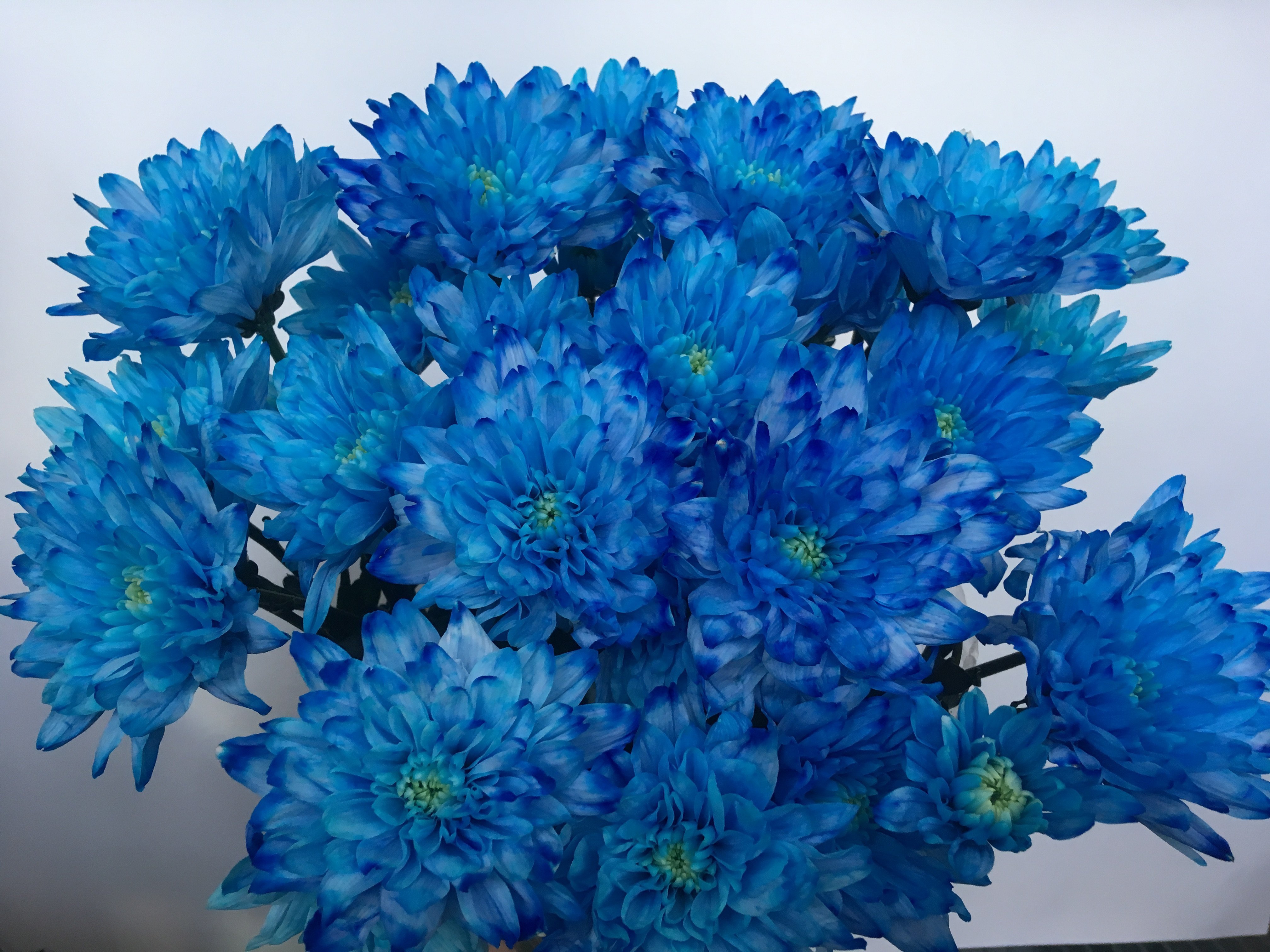 Синие цветы на языке цветов. Хризантема кустовая Бартоли. Хризантема одноголовая голубая. Синяя одноголовая Хризантема. Хризантема кустовая евро.