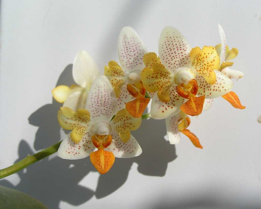 Цветы дикая орхидея