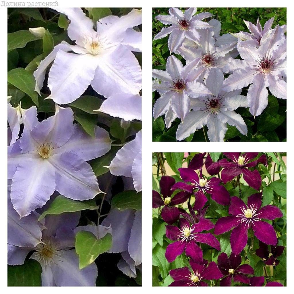 Клематис Clematis Taiga