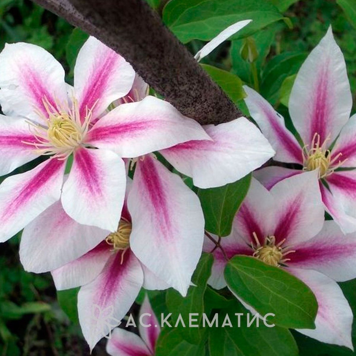 Клематис Кристалл Фонтейн