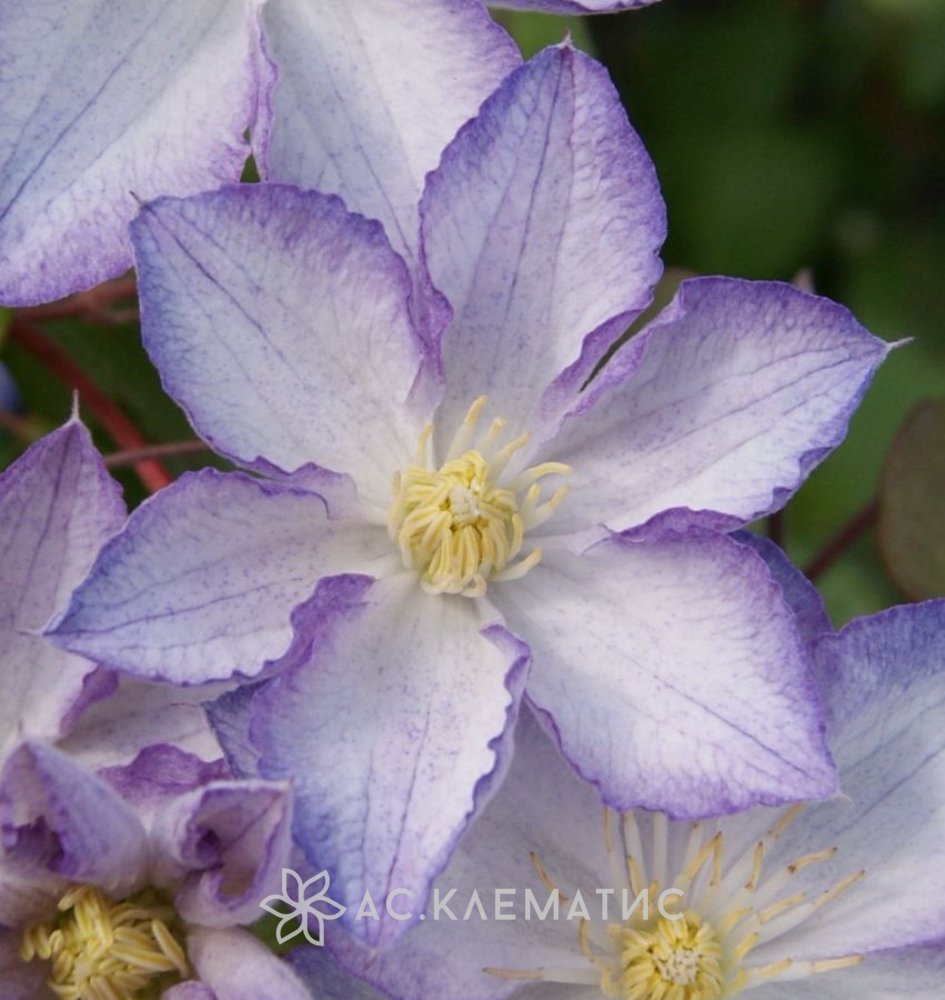 Клематис Мария Качиньская