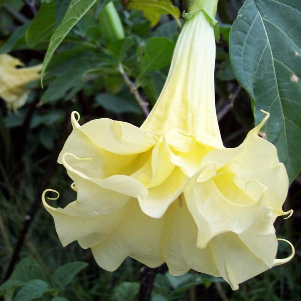 Художница Georgia o'Keeffe