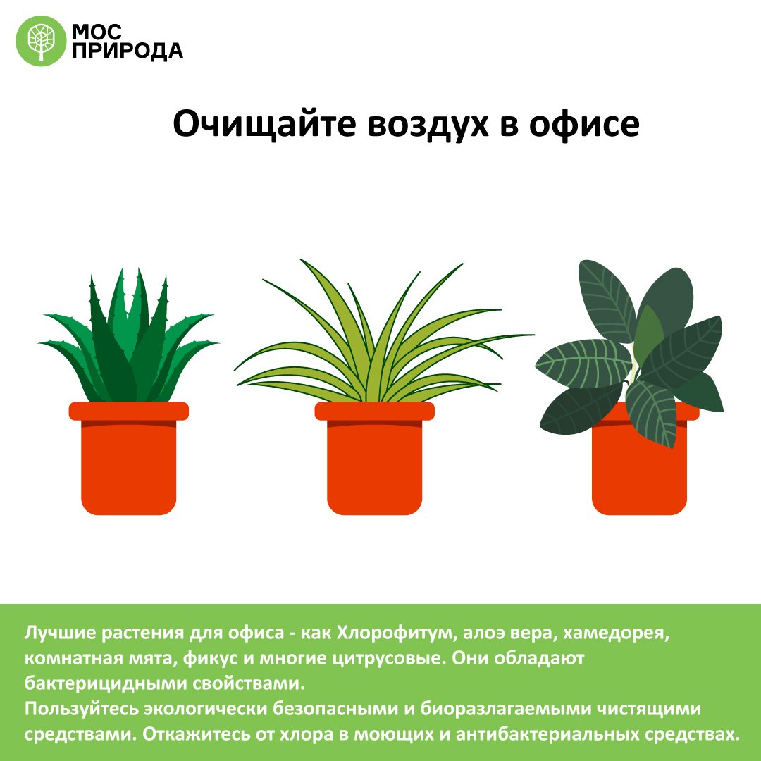 Горшечные растения