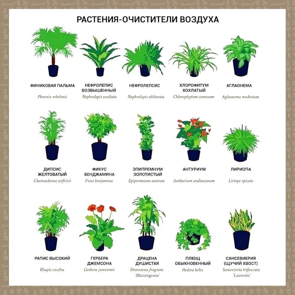 Опасные комнатные растения