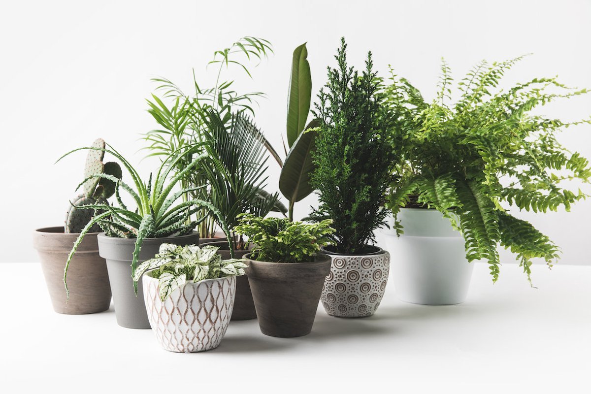 Air Purifier Plants