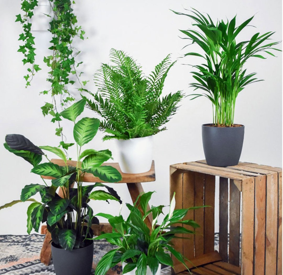 Peace Lily