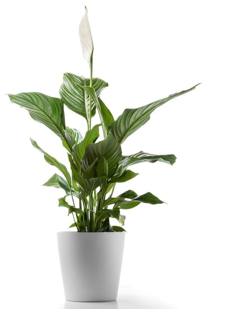 Спатифиллум (Peace Lily)