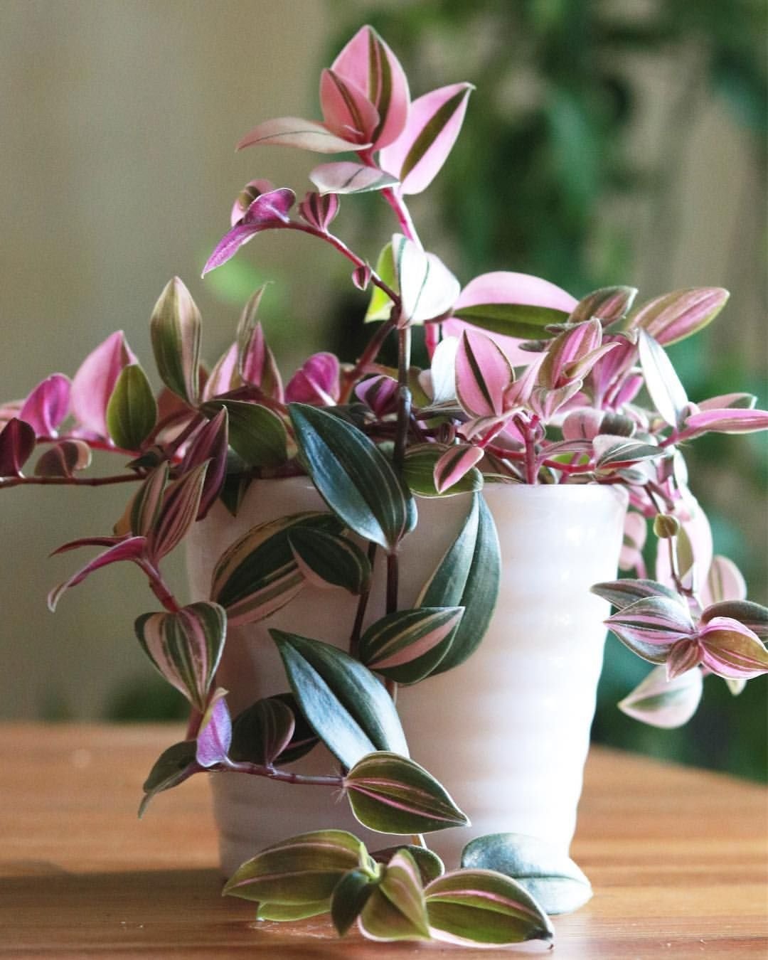 Традесканция зебрина Tradescantia Zebrina