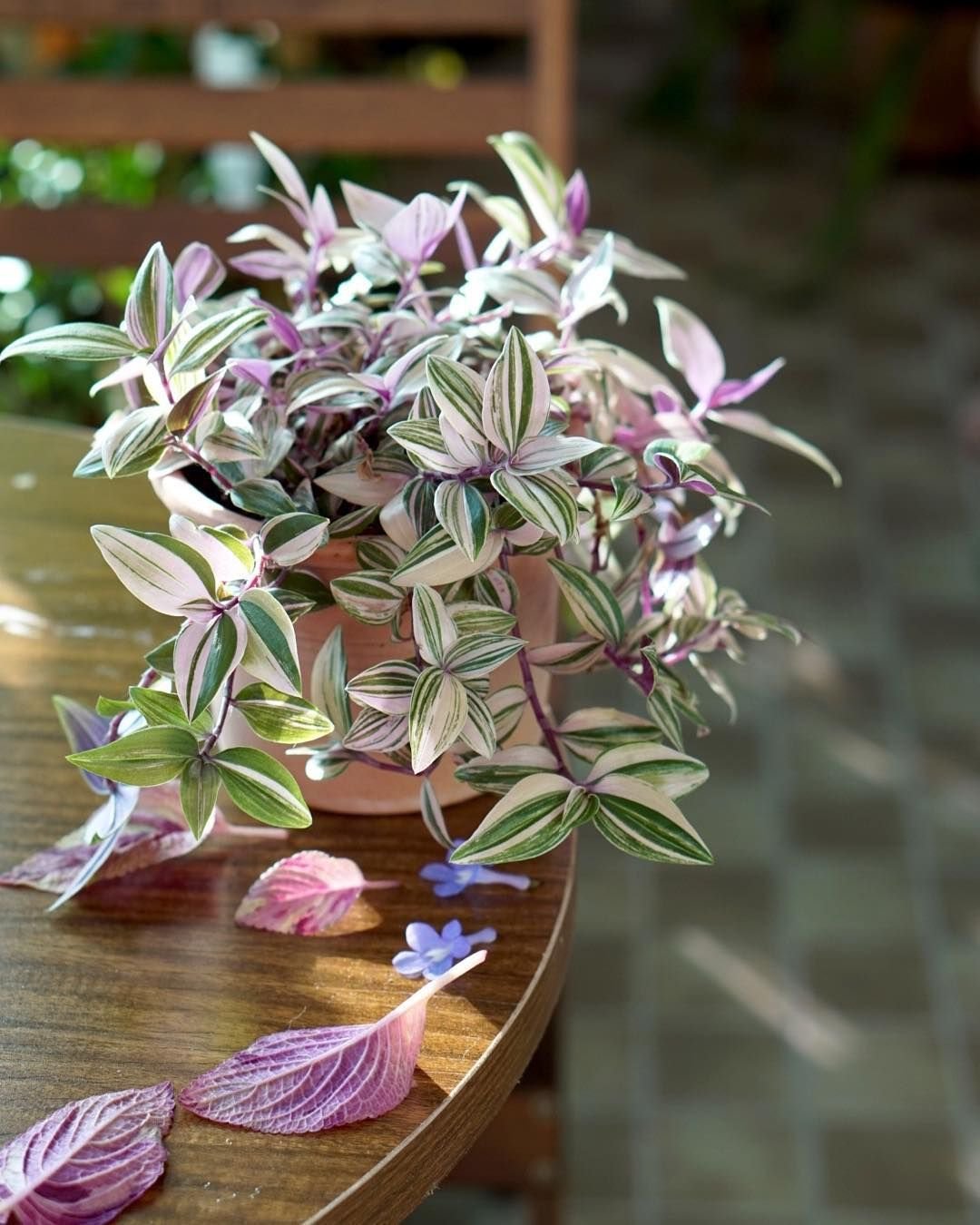 Традесканция Fluminensis Tricolor
