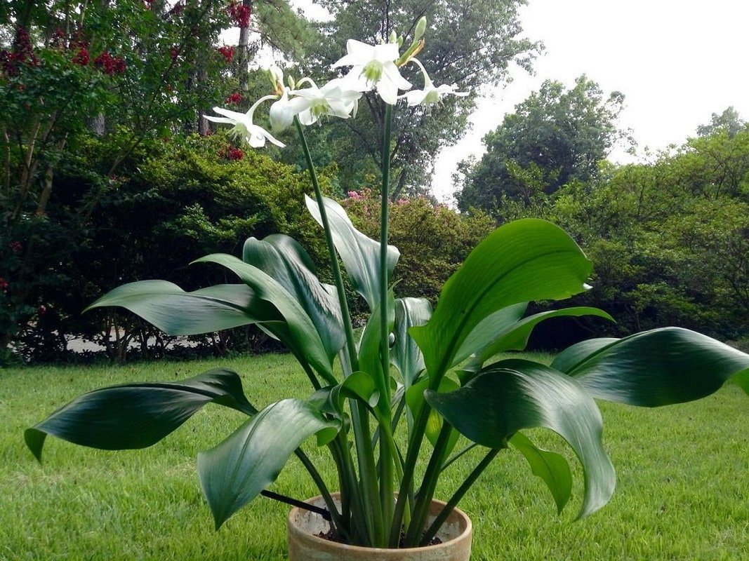 Эухарис Сандера (Eucharis sanderi)
