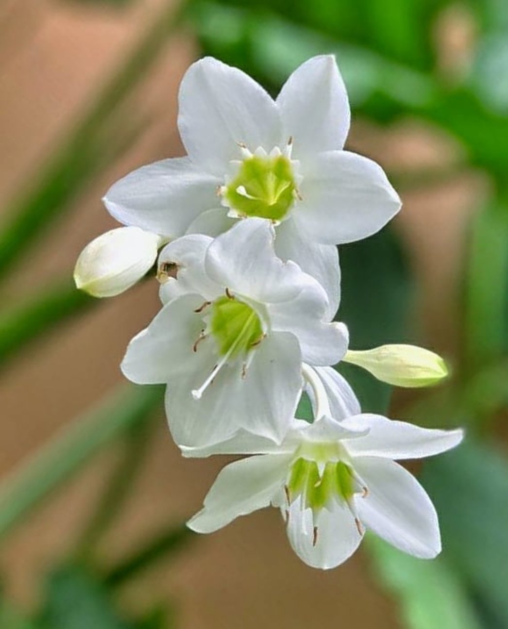 Эухарис grandiflora