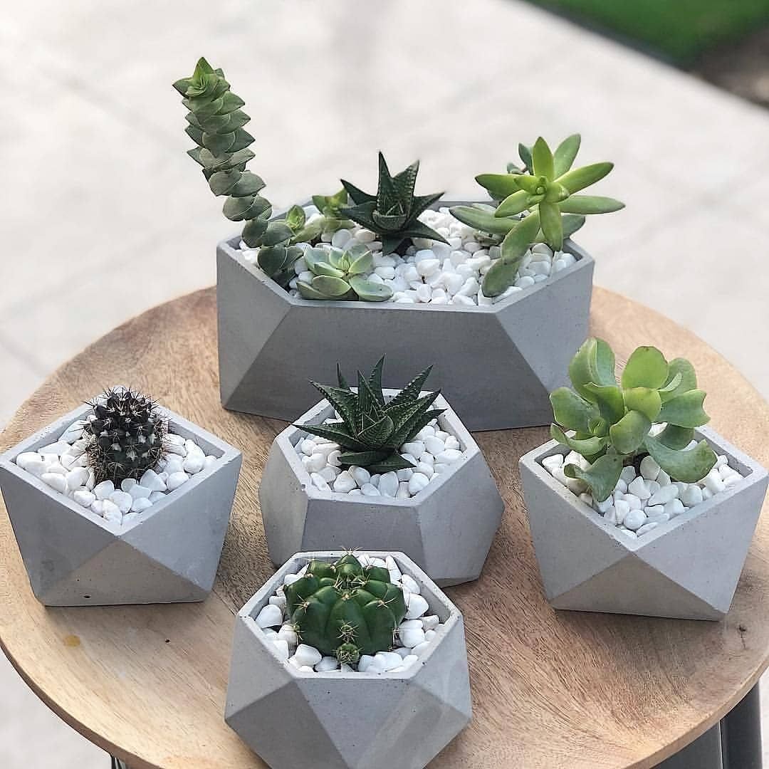 Cactus Pot горшки кактусы Суккуленты