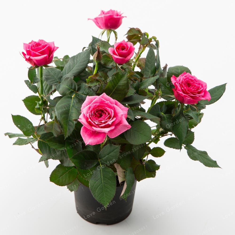 Роза Кордана (Rosa Kordana)