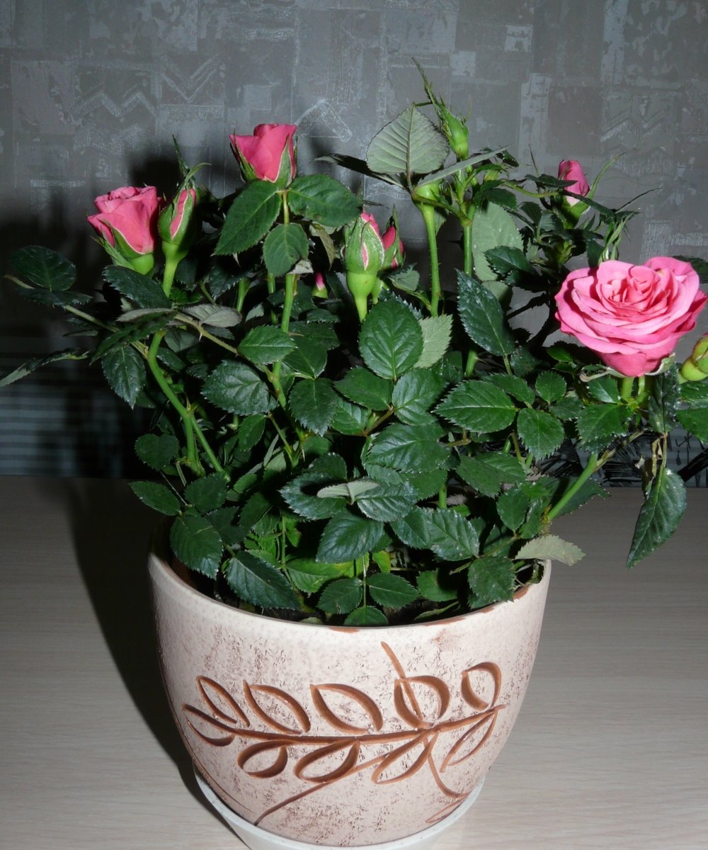 Роза Кордана Элизиум