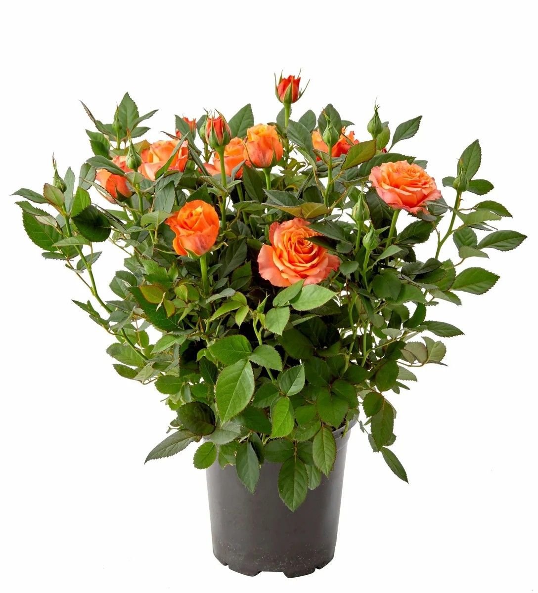 Роза Кордана (Rosa Kordana)