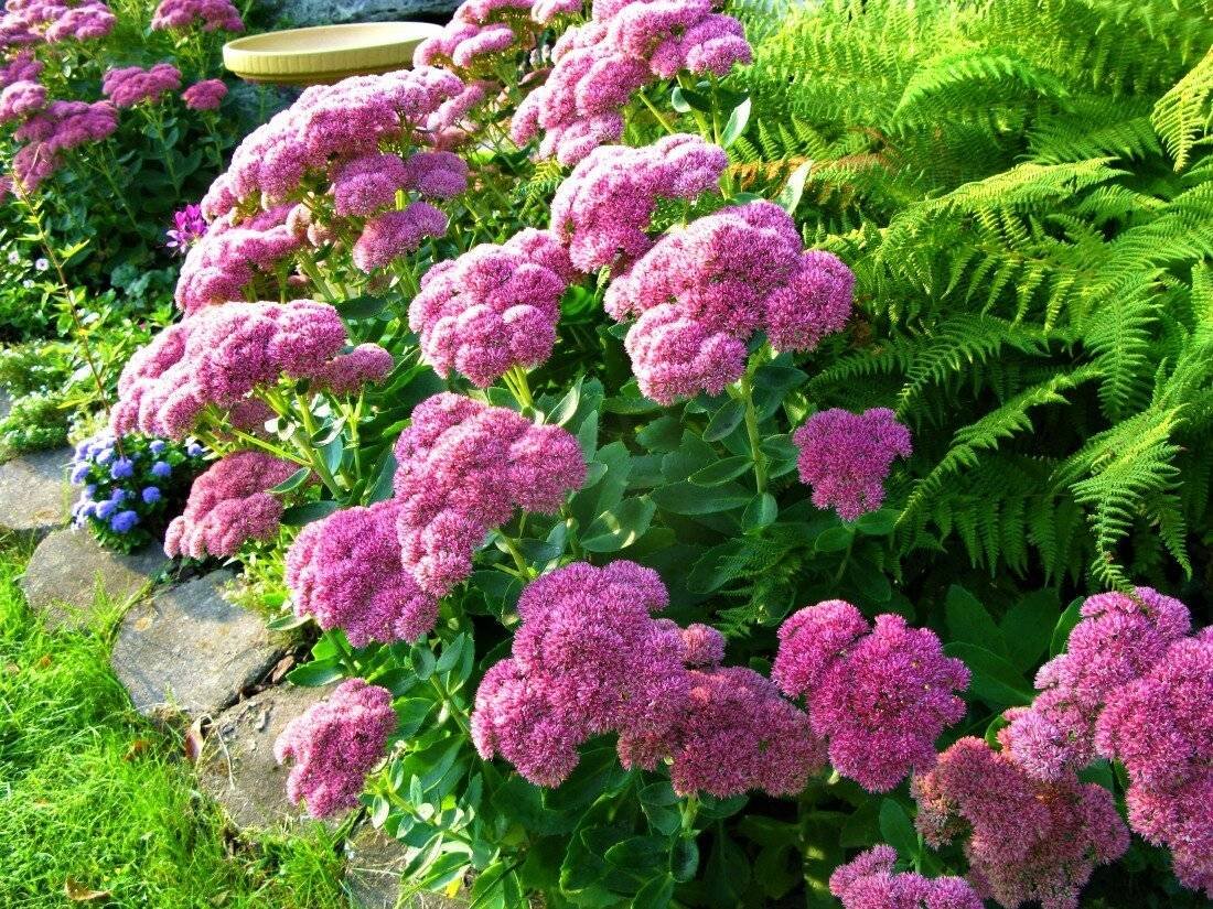 Очиток Видный (Sedum spectabile `Brilliant`)