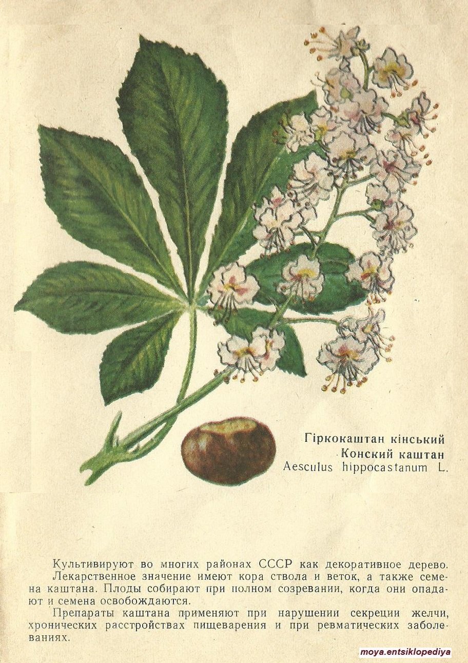 Конский каштан обыкновенный Aesculus hippocastanum