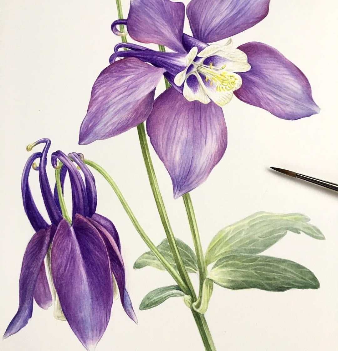 Аквилегия Botanical