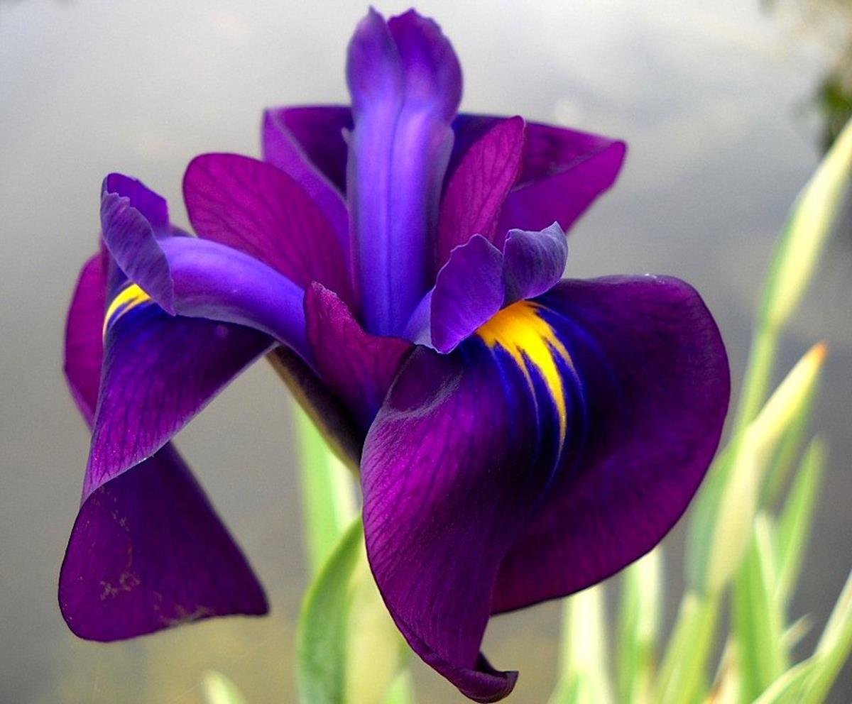Ирис мечевидный variegata