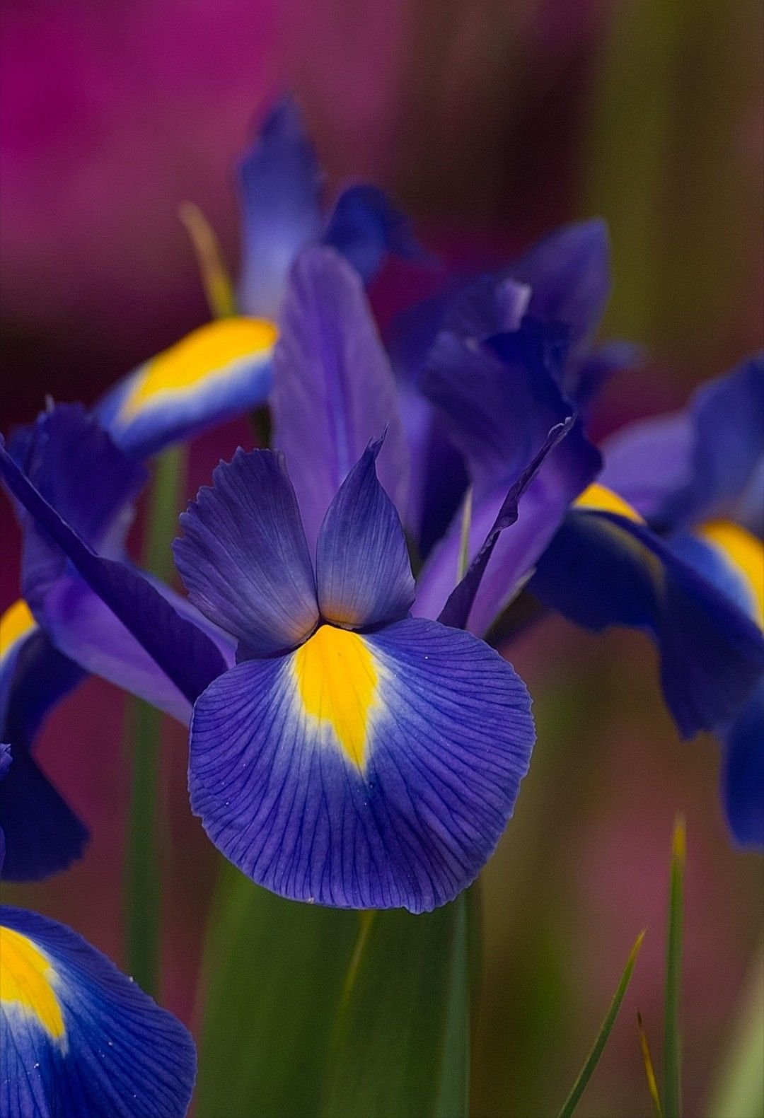"Violet Blue" Ирис