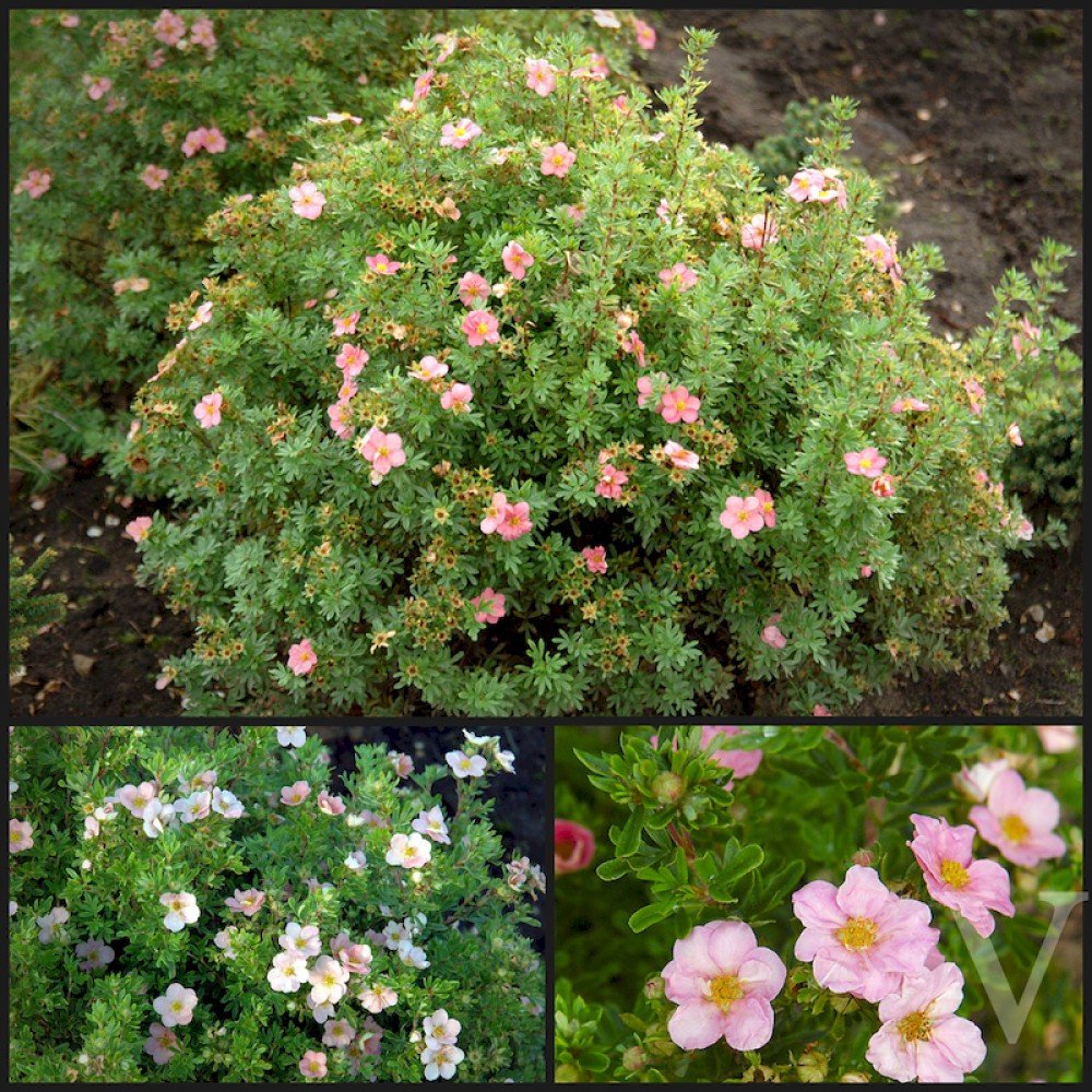 Лапчатка (dasiphora fruticosa