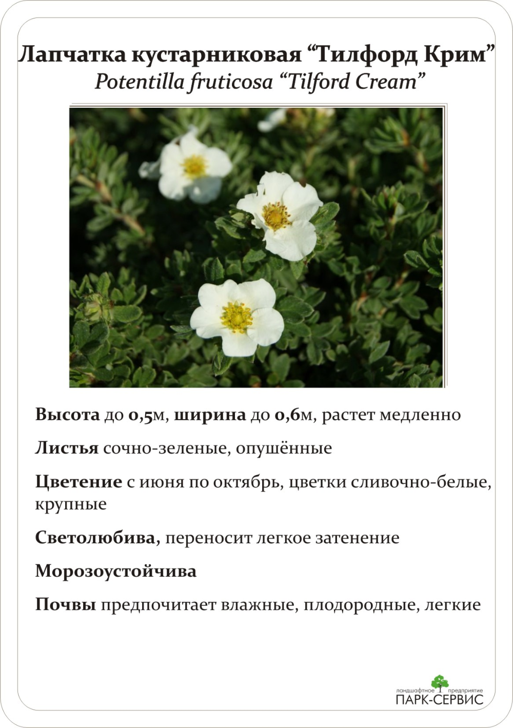 Лапчатка гусиная (Potentilla anserina)