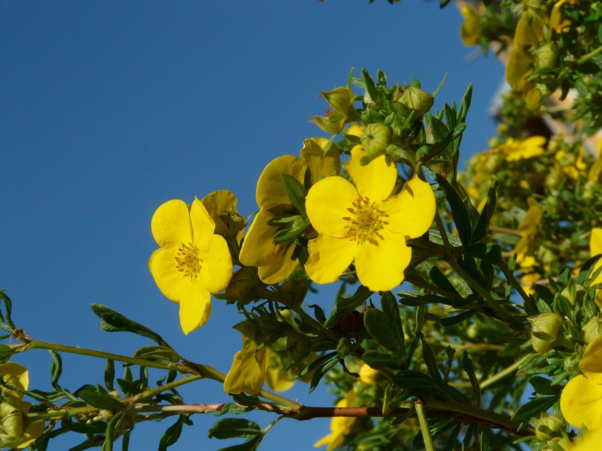 Лапчатка Potentilla fruticosa Goldfinger
