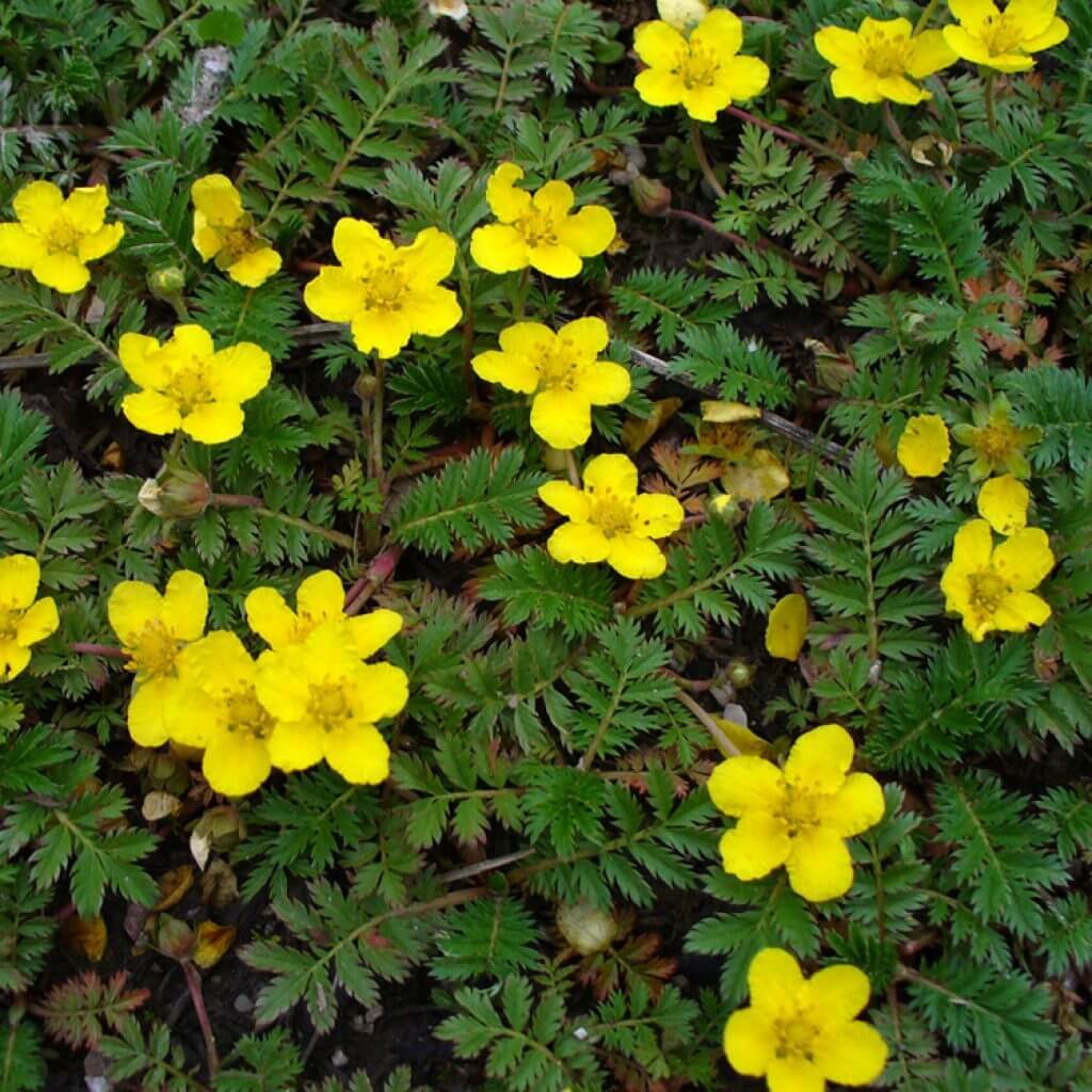 Лапчатка кустарниковая Potentilla fruticosa “Goldfinger”