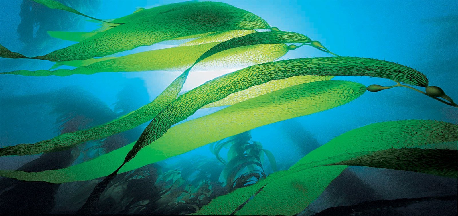 Гель морских водорослей. Бурые водоросли ламинария. Водоросль ламинария Ангустата. Ламинария японская морская капуста. Ламинария пальчаторассеченная.