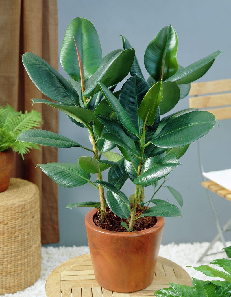 Фикус каучуконосный (Rubber Plant)