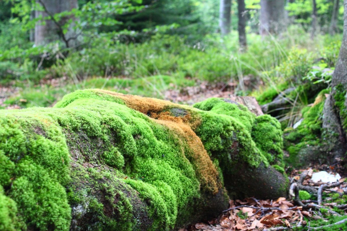 Live Moss Carpet ковер