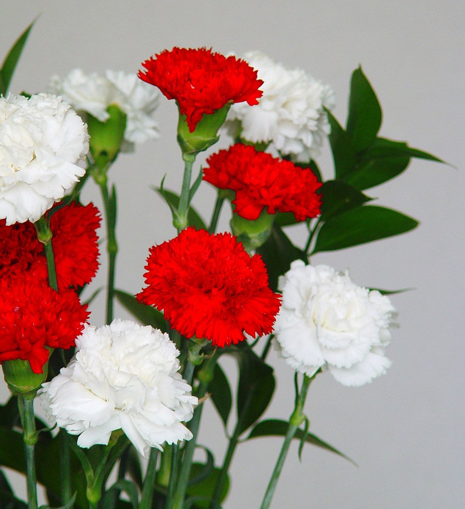 Clavel Red цветок