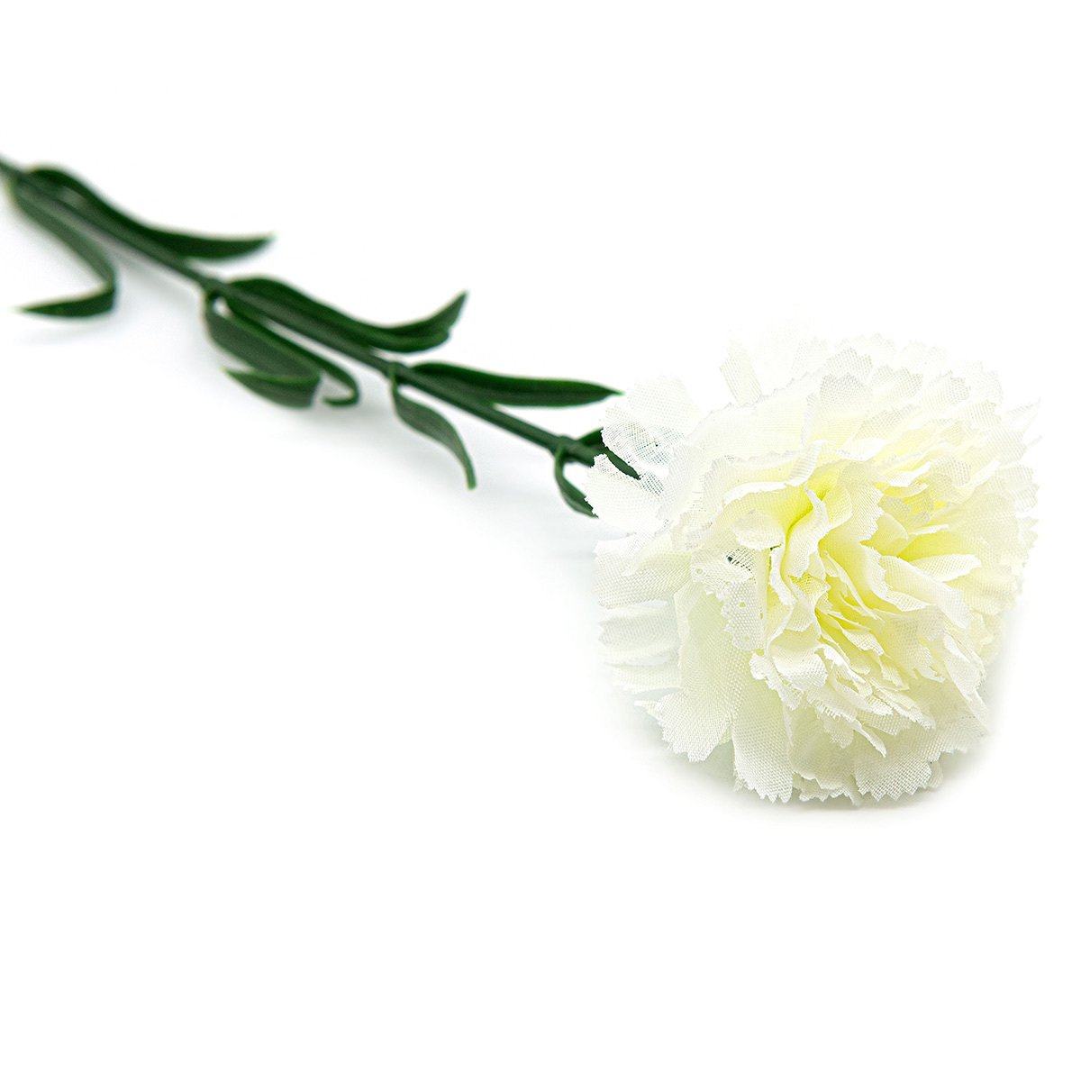 Dianthus caryophyllus