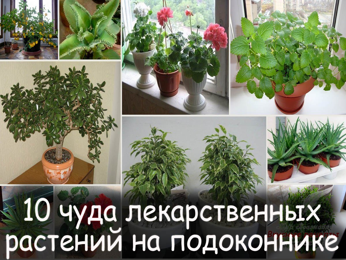 Цветоводство комнатные цветы