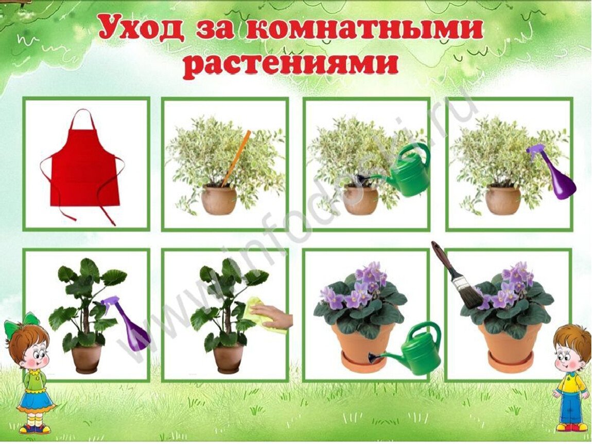 Солнцелюбивые комнатные цветы