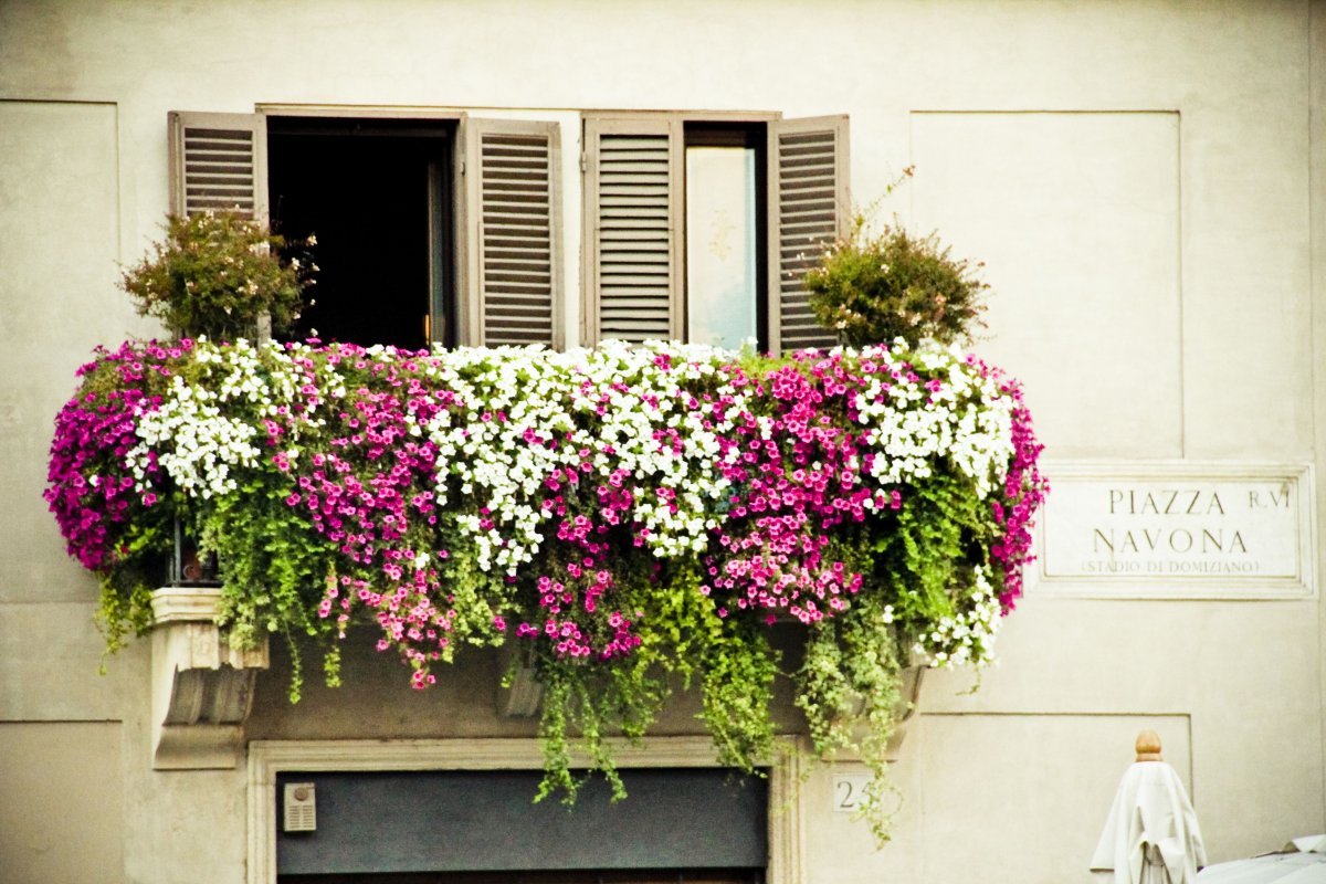 Лучшие цветы для балкона