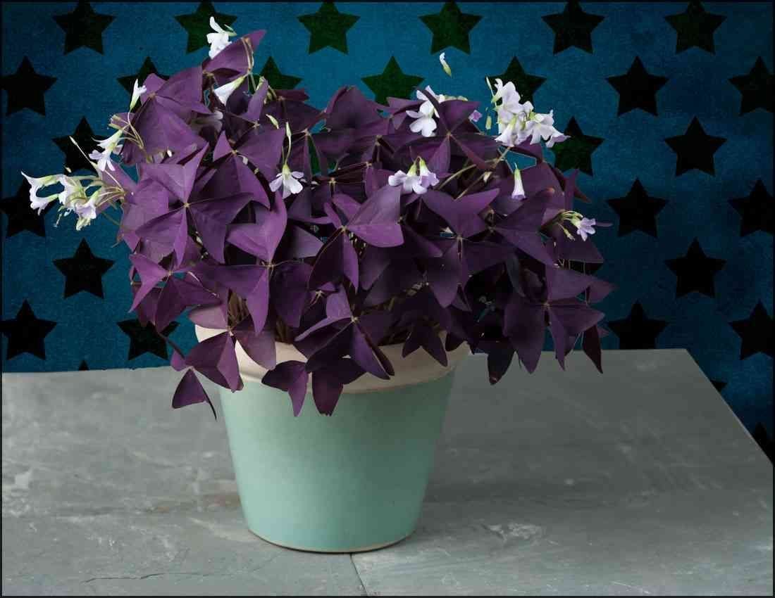Кислица треугольная (Oxalis triangularis)