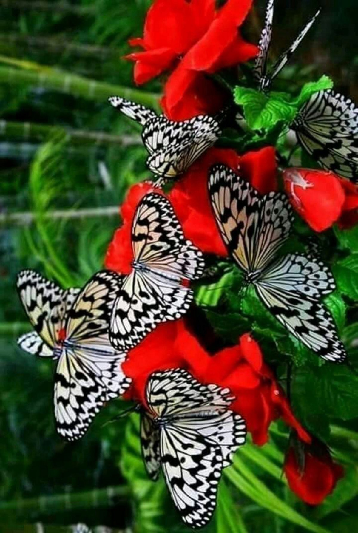 Красивые бабочки на цветах. Красивые бабочки. Бабочка на цветке. Много красивых бабочек.