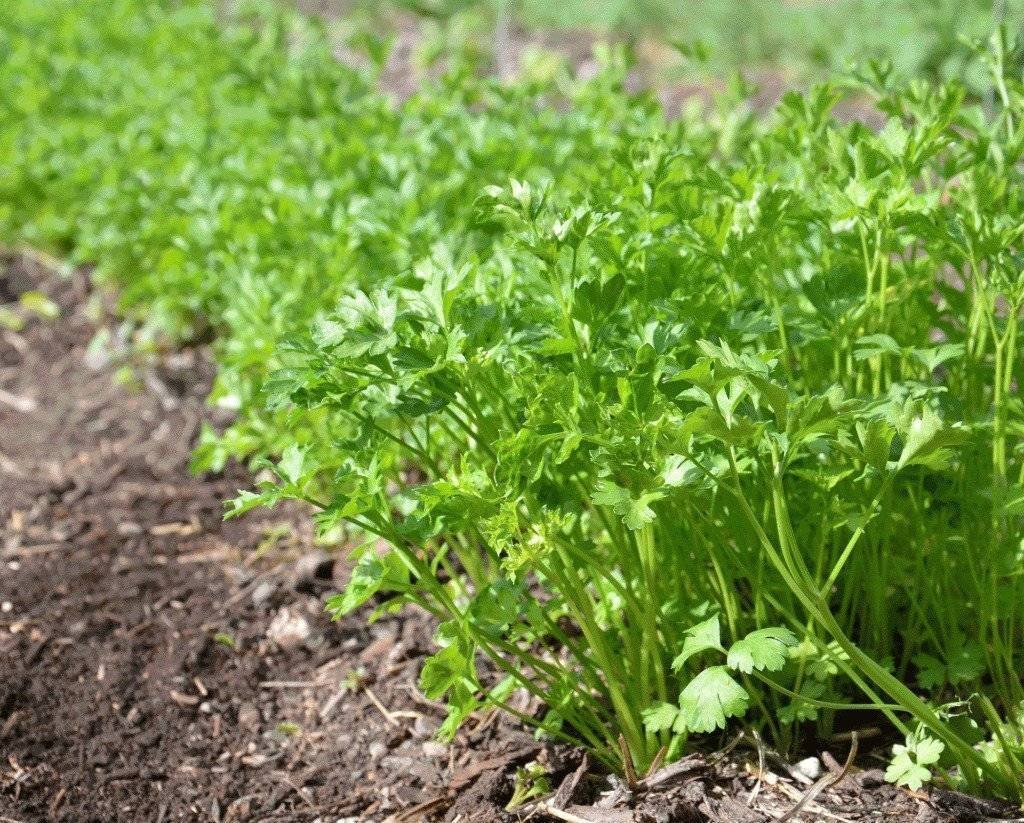 Петрушка parsley