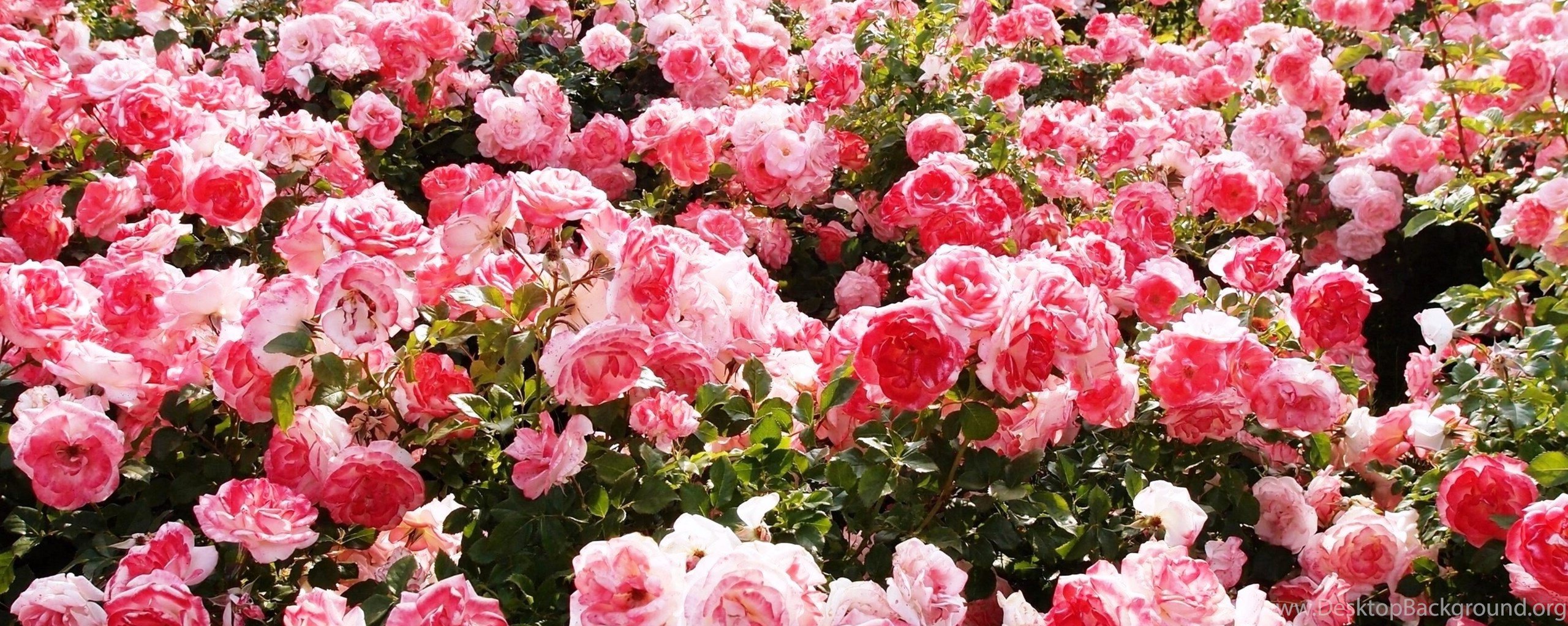Садовые розы саженцы. Куст розы. Кустовые розы саженцы.