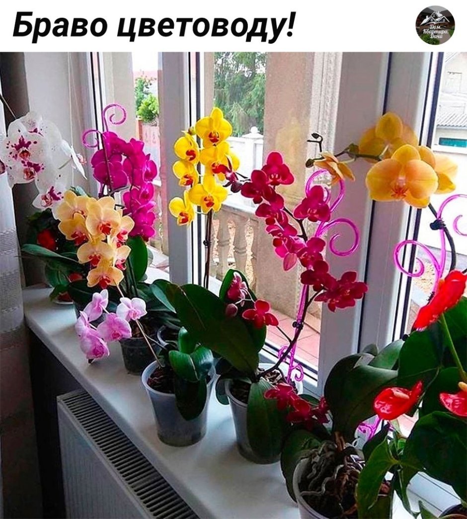 Комнатные растения на подоконнике