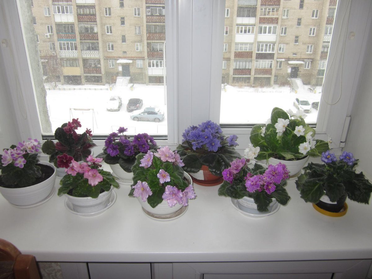 Цветы на подоконнике