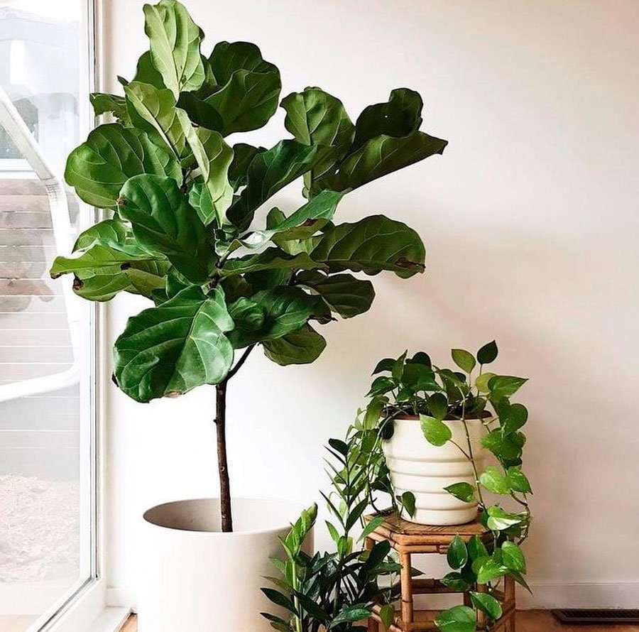 Фикус лировидный (Ficus lyrata)