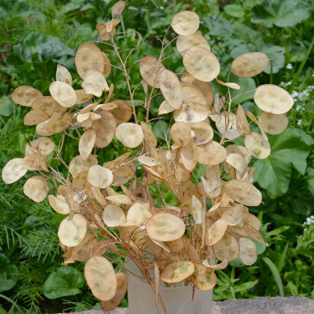 Лунник оживающий