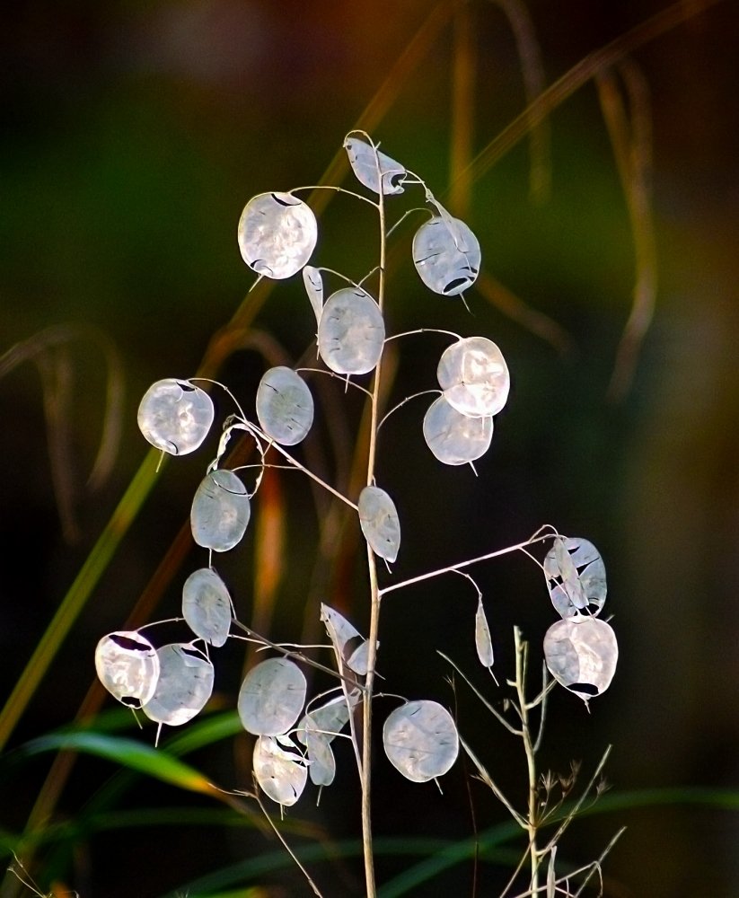 Лунария Botanical