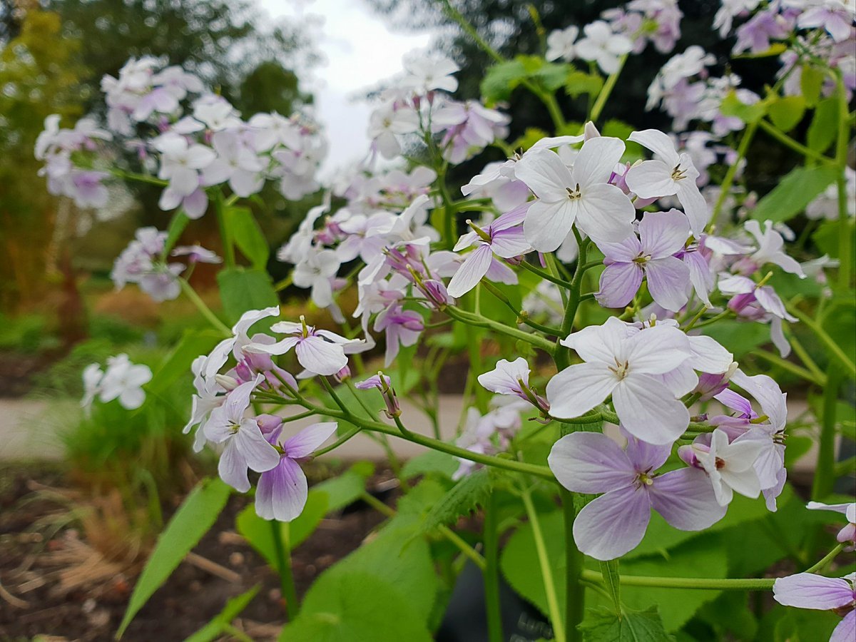 Лунария Ботаническая живопись