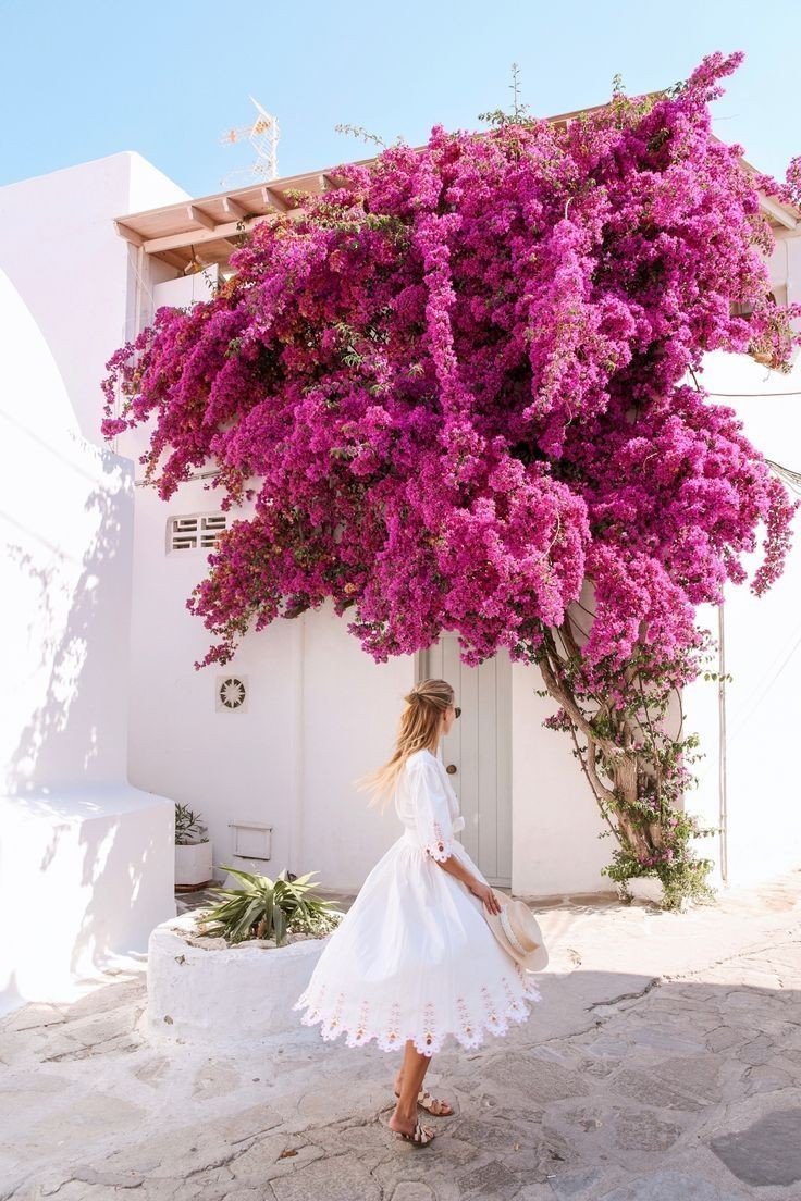 Mykonos Греция цветы